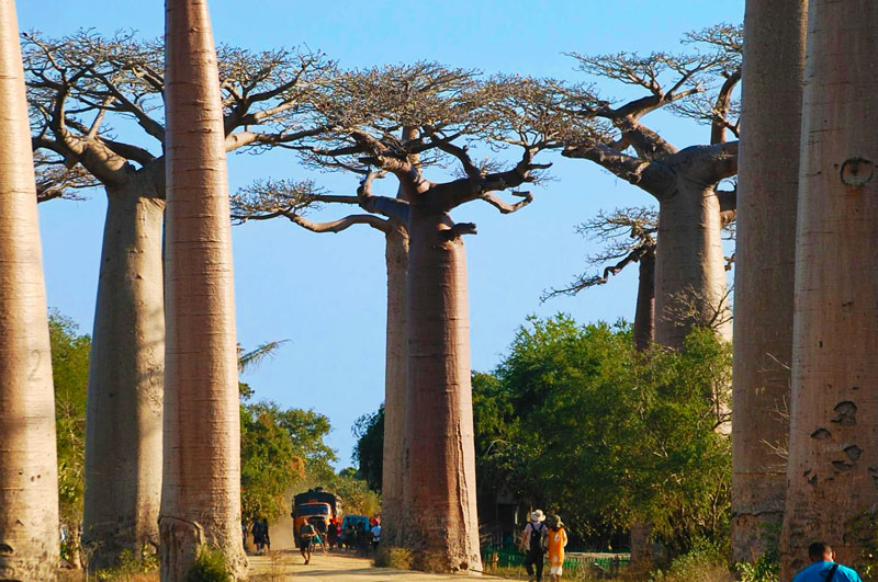 Baobab trip madagascar