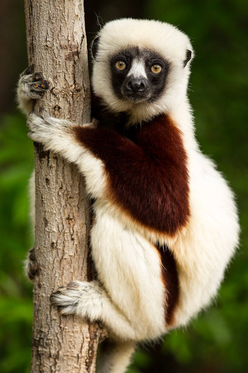 lemur madagascar wildlife travel